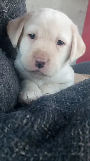 Vand  Labrador Retriever - imagine 5