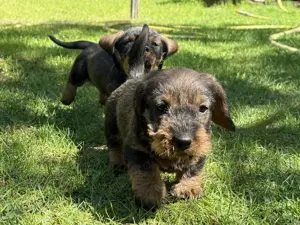 Pui teckel tekel techel sarmos