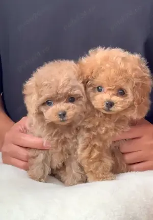 Pui CANICHE Toy Autentici - diverse culori disponibili acum!! - imagine 3