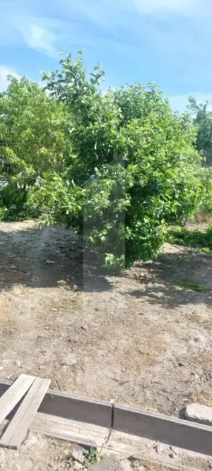 Blitz va ofera spre vanzare casa in Covăsânț - imagine 12