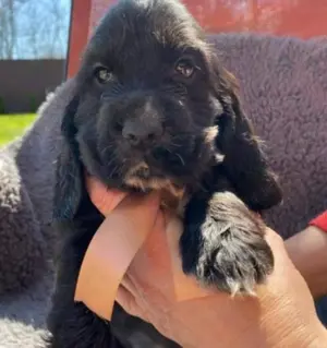 Pui cocker coker spaniel spaniol diferite culori  - imagine 4