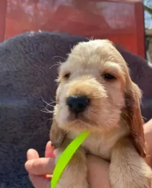 Pui cocker coker spaniel spaniol diferite culori  - imagine 3