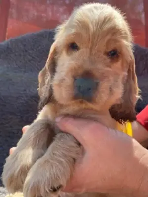 Pui cocker coker spaniel spaniol diferite culori  - imagine 2