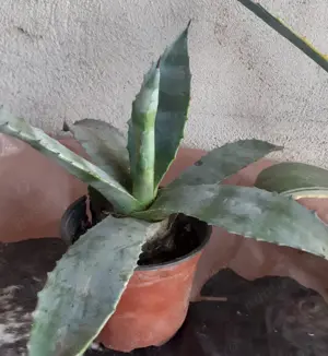 Agave verde cu galben și verde simplu 