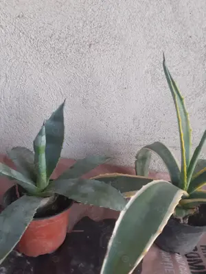 Agave verde cu galben și verde simplu  - imagine 2