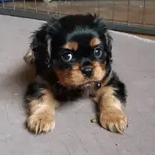 Pui cavalier king charles spaniel diferite culori  - imagine 2