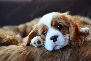 Pui cavalier king charles spaniel diferite culori 