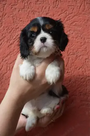 Pui cavalier king charles spaniel diferite culori  - imagine 3