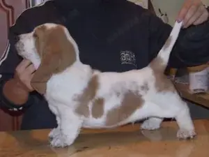 Pui basset hound  - imagine 2 Pui basset hound  - imagine 2