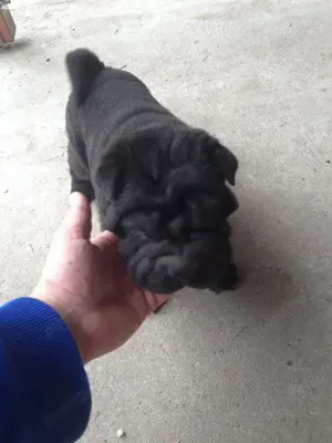 Pui shar-pei   sharpei   shar pei  - imagine 2