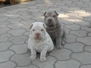 Pui shar-pei   sharpei   shar pei  - imagine 3