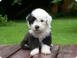 Pui de bobtail - imagine 2