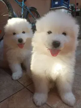 Pui samoyed samoyede 