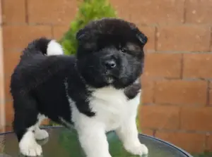 Pui akita american  - imagine 3