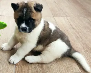Pui akita american  - imagine 2