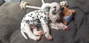 Pui de dalmatian pete negre si maro  - imagine 3 Pui de dalmatian pete negre si maro  - imagine 3