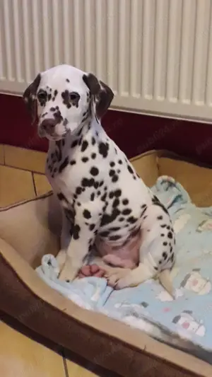 Pui de dalmatian pete negre si maro  - imagine 2 Pui de dalmatian pete negre si maro  - imagine 2