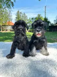 Pui de schnauzer diferite culori 