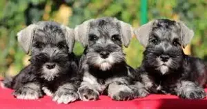 Pui de schnauzer diferite culori  - imagine 2 Pui de schnauzer diferite culori  - imagine 2