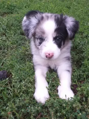 Pui de border collie  - imagine 3