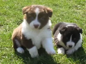 Pui de border collie  - imagine 2