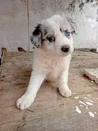 Pui de border collie  - imagine 4