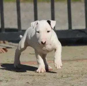 Pui de bull terrier   bullterrier  - imagine 2 Pui de bull terrier   bullterrier  - imagine 2