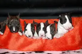 Pui de bull terrier   bullterrier  - imagine 4 Pui de bull terrier   bullterrier  - imagine 4