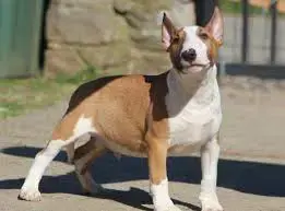 Pui de bull terrier   bullterrier  - imagine 3 Pui de bull terrier   bullterrier  - imagine 3