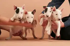 Pui de bull terrier   bullterrier