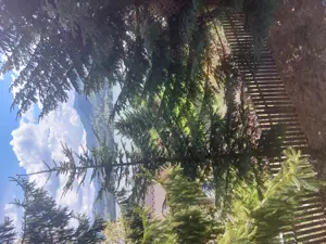 Vand casa de vacanta Colibita, jud. Bistrita-Nasaud - imagine 10