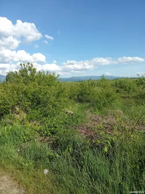 vand teren spre mintele mic  - imagine 3