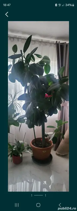 Planta Ficus 180x150cm living sau terasa