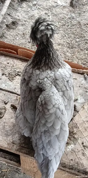 vand gaina  - imagine 3