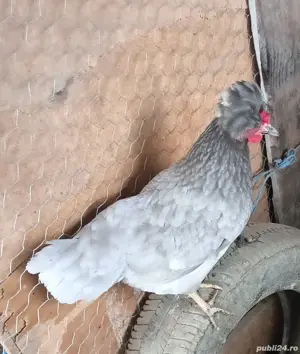 vand gaina  - imagine 2