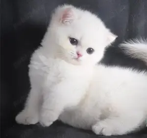 Puiuți British Shorthair White  - imagine 5
