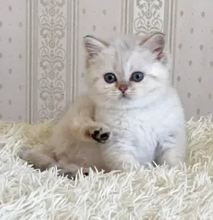 Puiuți British Shorthair White  - imagine 4