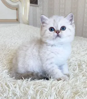Puiuți British Shorthair White  - imagine 7