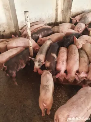 Purcei de vanzare 20-30