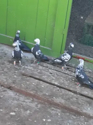 Porumbei stil vechi - imagine 2 Porumbei stil vechi - imagine 2