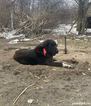 Pui Ciobanesc corb  - imagine 2