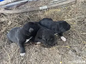 Pui Ciobanesc corb  - imagine 5