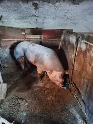 Vier pietrain belgian pur.. ofertă .. - imagine 2 Vier pietrain belgian pur.. ofertă .. - imagine 2