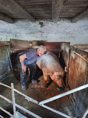 Vier pietrain belgian pur.. ofertă ..