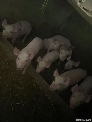 purcei de vânzare  - imagine 2 purcei de vânzare  - imagine 2