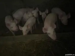 purcei de vânzare  - imagine 3 purcei de vânzare  - imagine 3