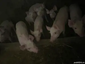 purcei de vânzare  - imagine 4 purcei de vânzare  - imagine 4