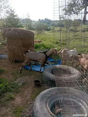 Tap anglonubian - imagine 2