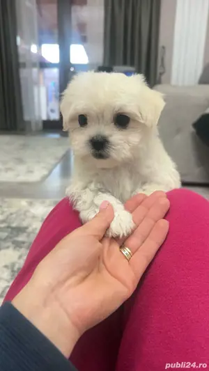 bichon mini 
