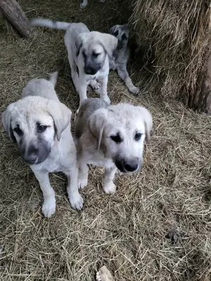 Căței rasa Kangal 10 săptămâni  - imagine 2